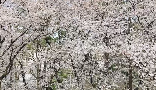 桜を見る会(✿´꒳`)ﾉ°+.*